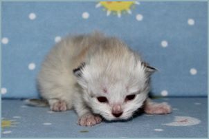 Female Siberian Kitten from Deedlebug Siberians